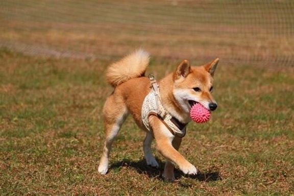 ボールをくわえる柴犬