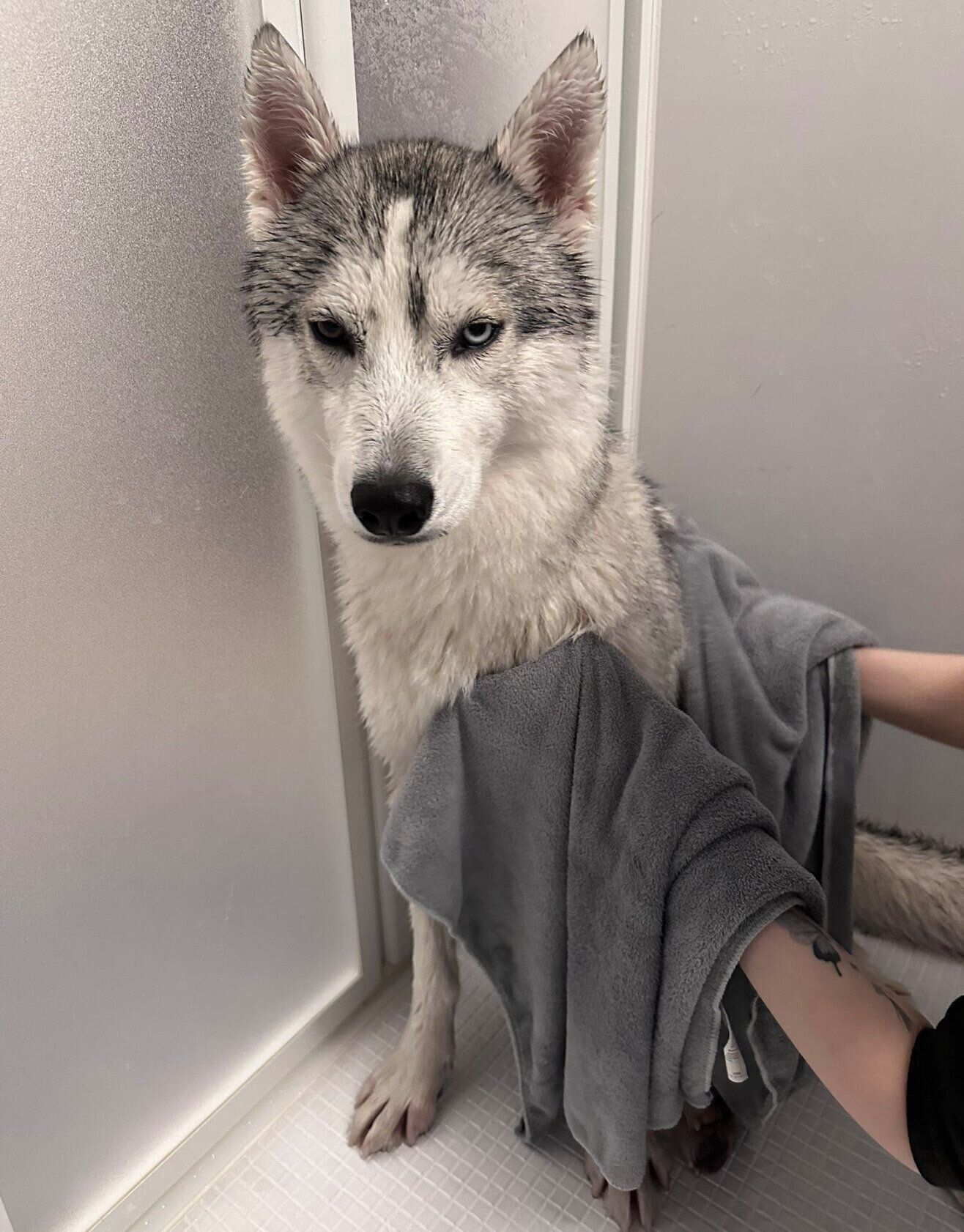 ムッとした表情をするロゼくん