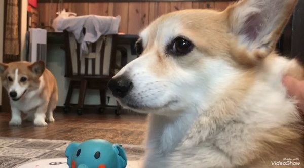 冷静なコーギー