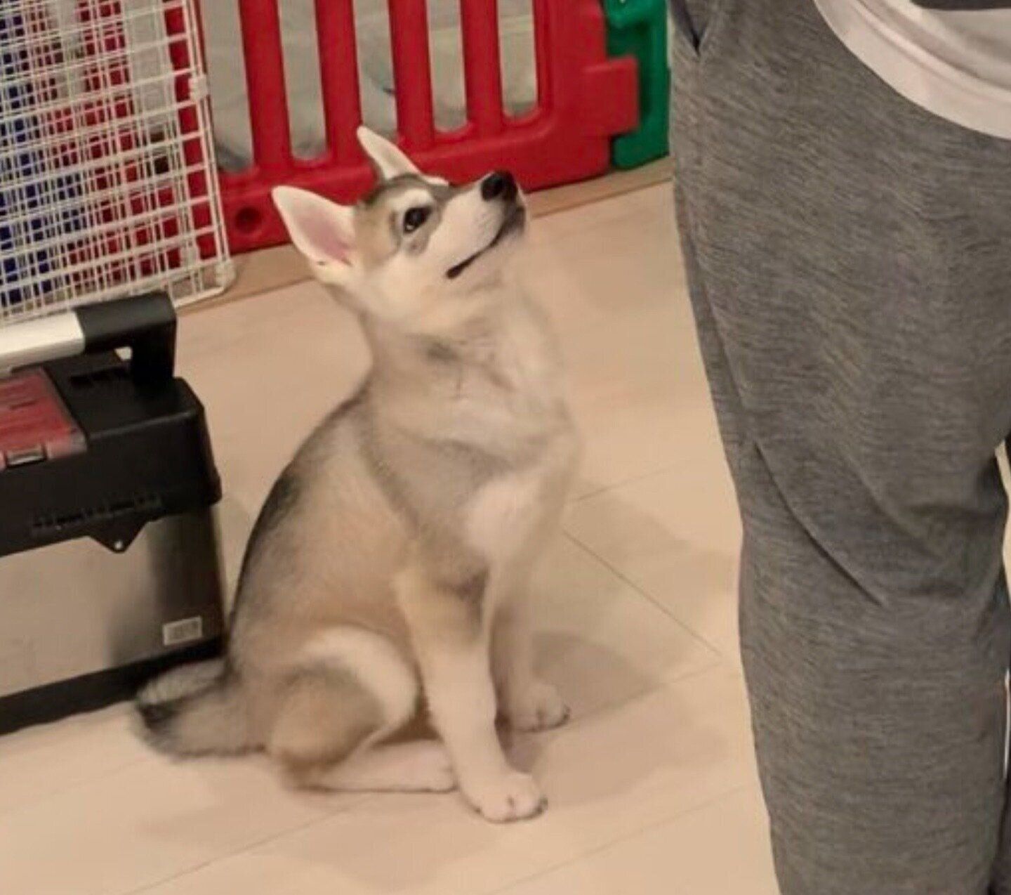 オスワリの練習をするモモちゃん