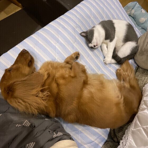 ダックスフンドと猫 いぬのきもち