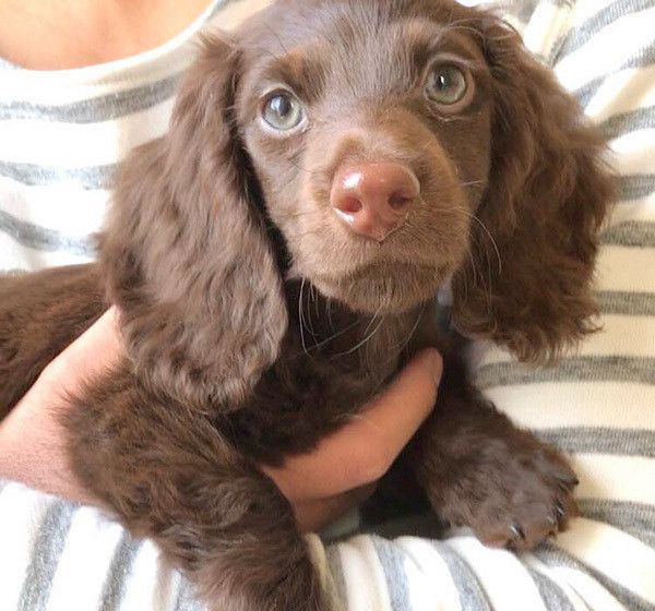 抱っこされるミニチュアダックス・フンド