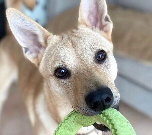 おもちゃを咥えるりくちゃん