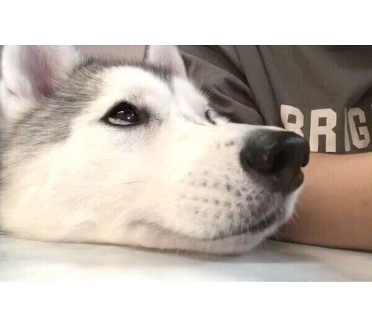 ジャストフィット 飼い主夫婦の間にスッ と挟まってくるハスキーの こなれた感じ が可愛い いぬのきもちweb Magazine ジャストフィット 飼い主夫婦の間にスッ と挟まってくるハスキーの こなれた感じ が可愛い いぬのきもちweb Magazine