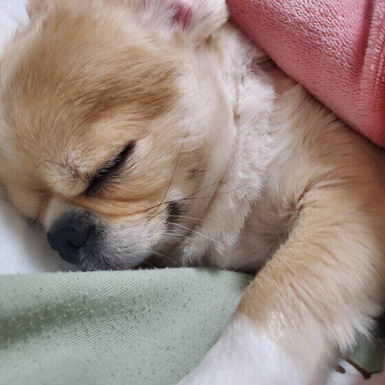 スヤスヤ眠る小型犬MIX
