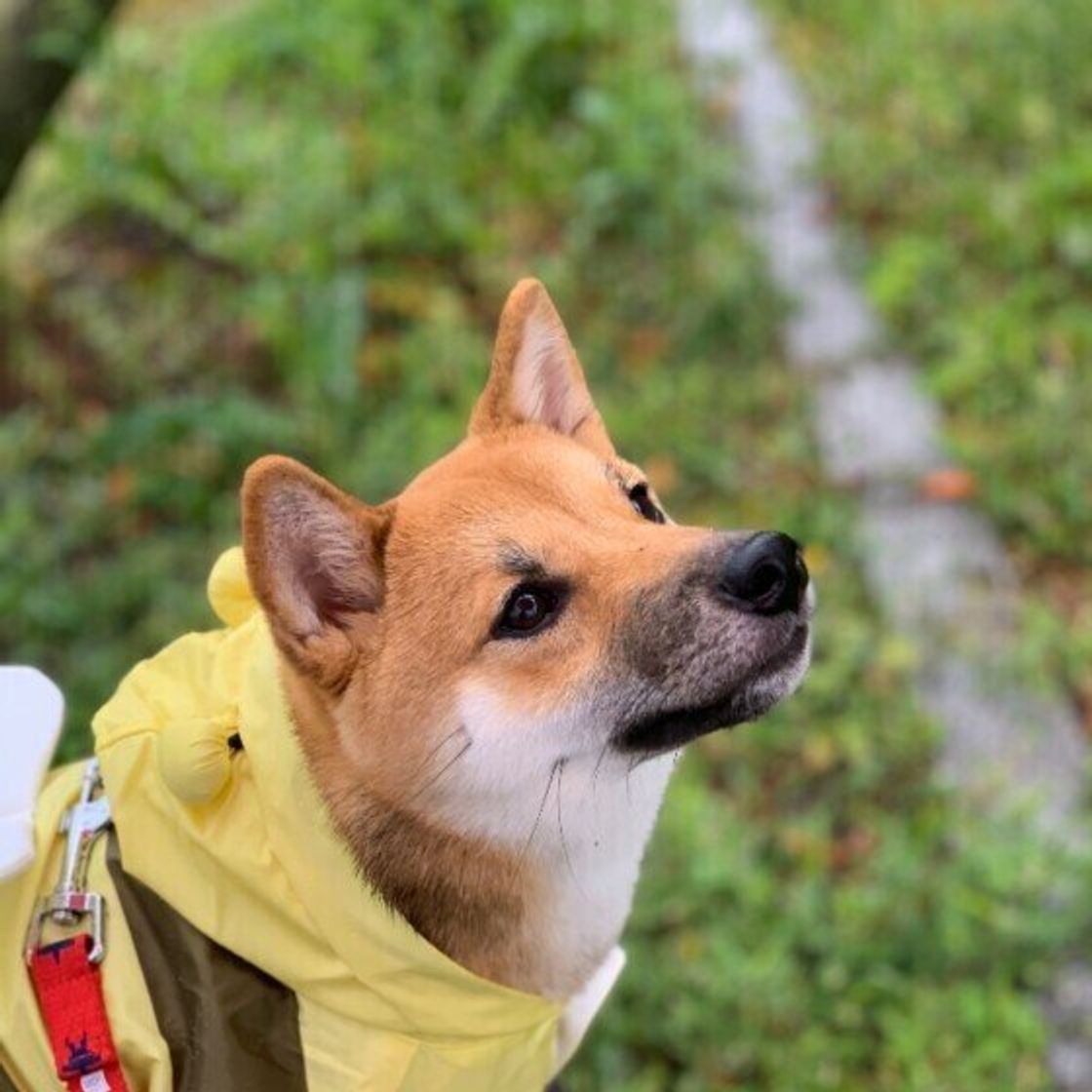 雨の日も行くべき 梅雨時の犬の散歩にまつわる疑問や悩みを解決 いぬのきもちweb Magazine 雨の日も行くべき 梅雨時の犬の散歩にまつわる疑問や悩みを解決 いぬのきもちweb Magazine