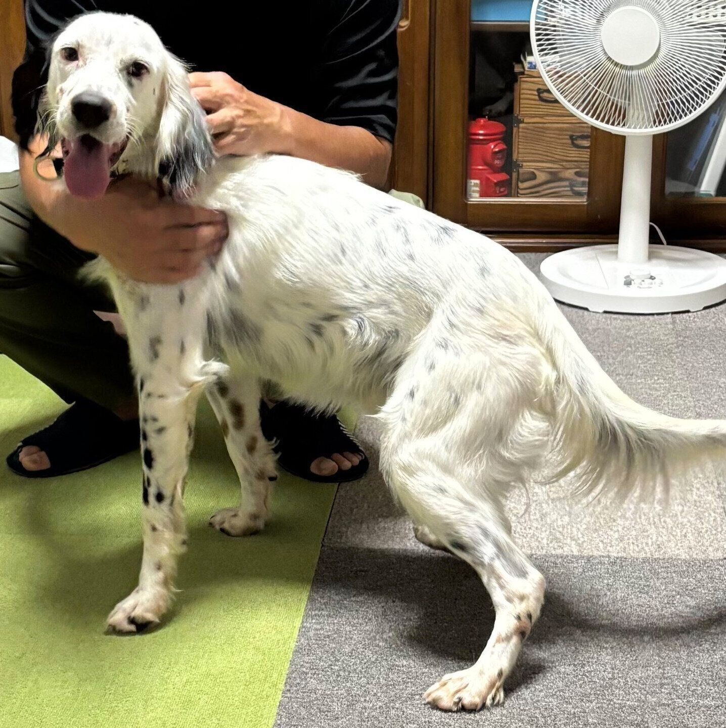 お迎え当時の銀ちゃん