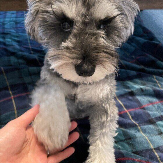 ミニチュア・シュナウザー