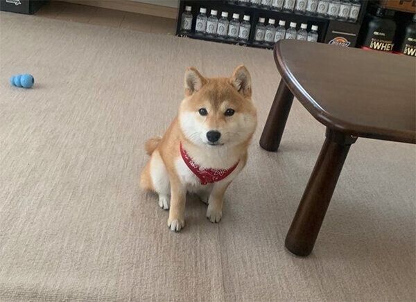 見つめるオイルちゃん