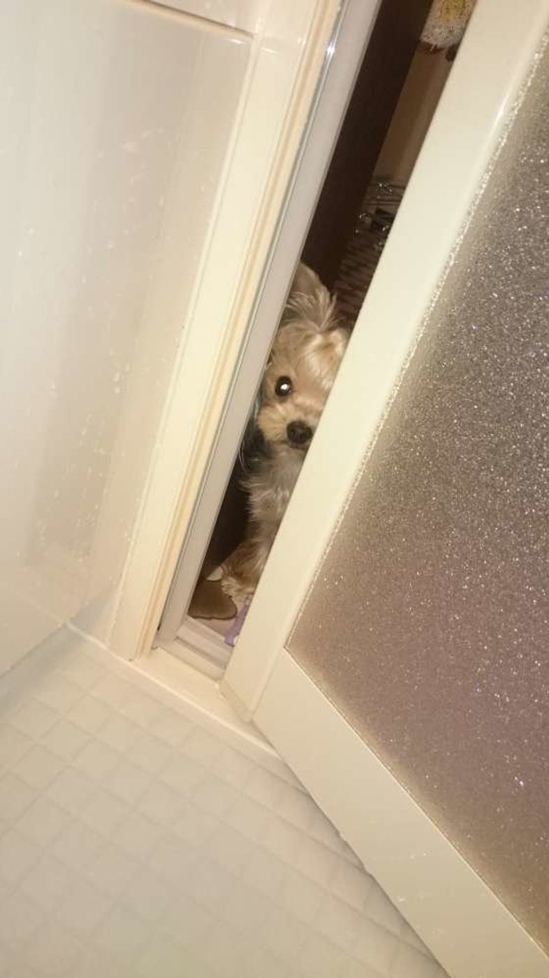 お風呂の頻度は シャワーの温度は人と同じ 愛犬のお風呂の素朴な疑問 いぬのきもちweb Magazine お風呂の頻度は シャワーの温度は人と同じ 愛犬のお風呂の素朴な疑問 いぬのきもちweb Magazine
