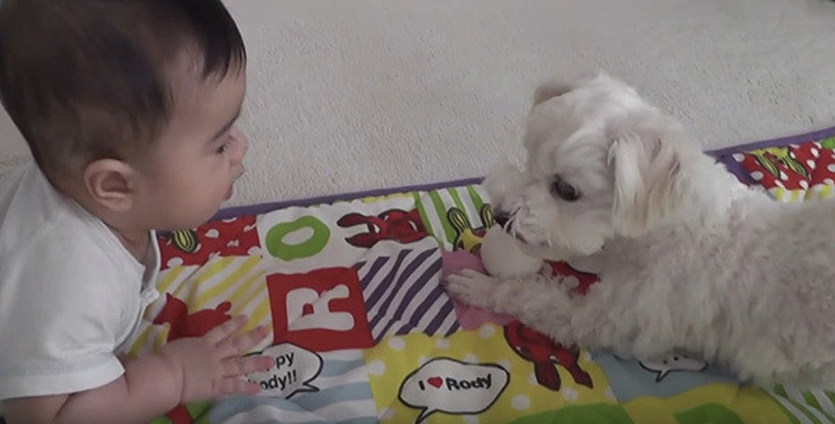 ボールがほしくて手を伸ばす赤ちゃん いつもは唸るワンコの反応は いぬのきもちweb Magazine ボールがほしくて手を伸ばす赤ちゃん いつもは唸るワンコの反応は いぬのきもちweb Magazine