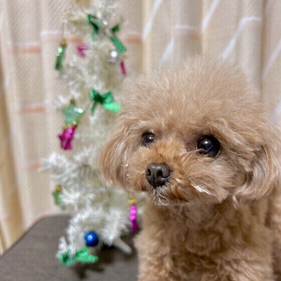 クリスマスツリーとワンちゃん