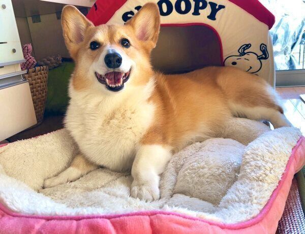 笑顔のベルちゃん