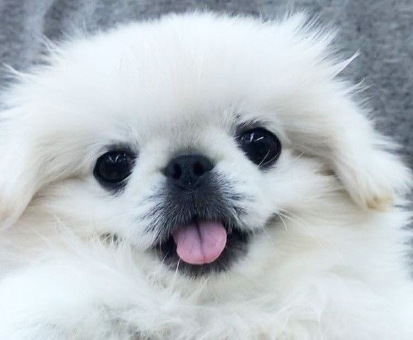 微笑むペキニーズ