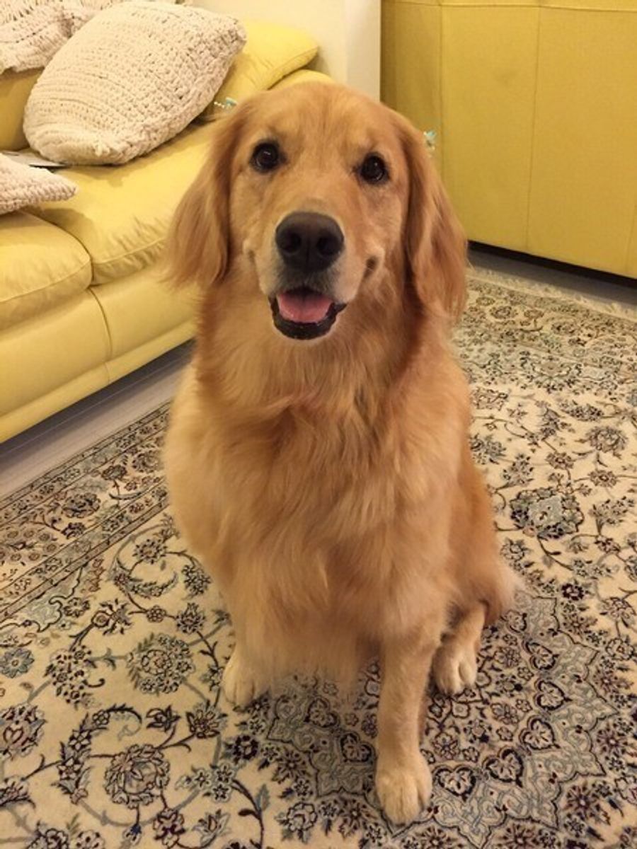 愛犬からの健気で可愛い 大好き サイン 気づいてますか いぬのきもちweb Magazine 愛犬からの健気で可愛い 大好き サイン 気づいてますか いぬのきもちweb Magazine