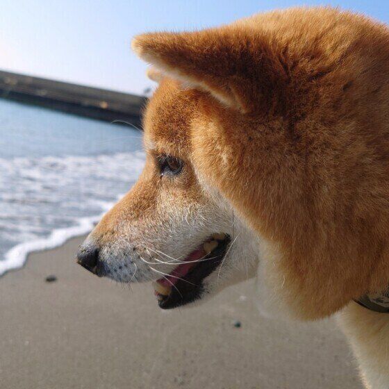 犬と河原や砂浜に降りる際の注意点は？ 川や海での水遊びは愛犬のケガに注意！ いぬのきもち