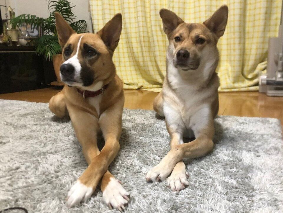 ゴハンのトッピング待ちをするあんこちゃん、もちちゃん