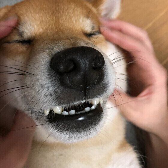 犬が怒らずに「体をどこでも触らせてくれる」メリットを獣医師に聞いた いぬのきもち