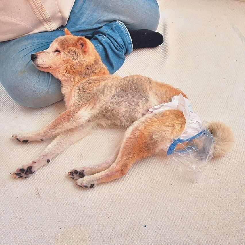 ウンチをキャッチするポリ袋つきのおむつも市販されています