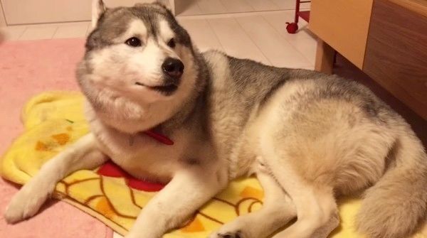 毛布が好きなシベリアン・ハスキー