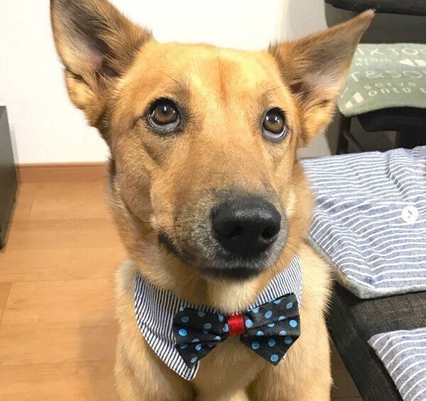 上目遣いをするこたろうくん