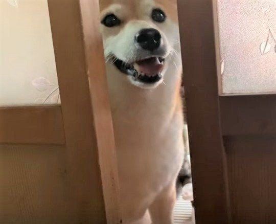 モモ　柴犬