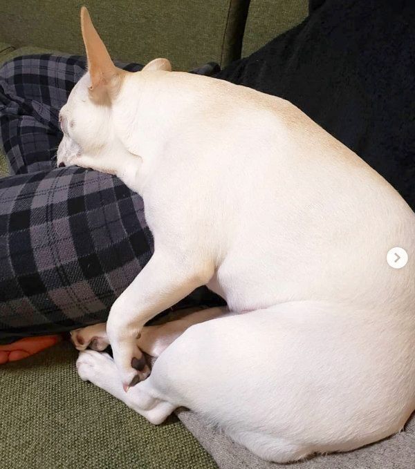 寝落ちしたなずなちゃん