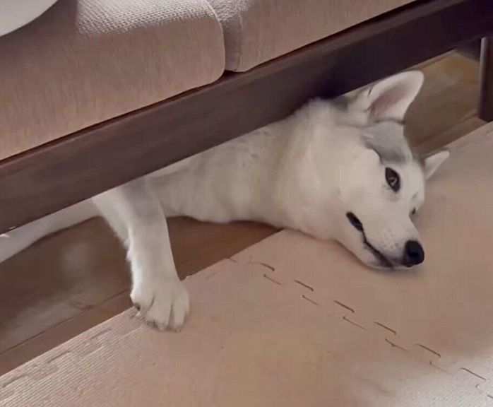 ソファの下でくつろぐアシㇼちゃん