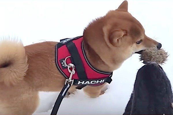 雪道ではしゃぐ柴犬