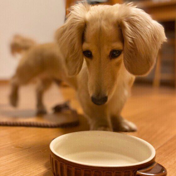 犬に新鮮な水を与える理由 不衛生な水で体調不良を起こすことも いぬのきもち