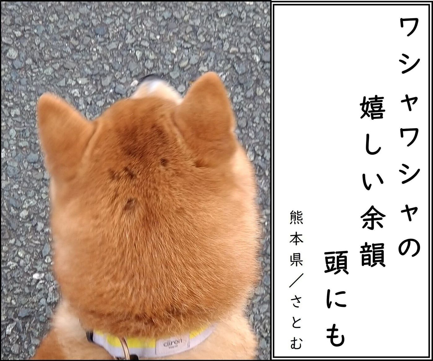 第4回犬猫あるある川柳 犬部門 最優秀 優秀作品を発表します いぬのきもちweb Magazine 第4回犬猫あるある川柳 犬部門 最優秀 優秀作品を発表します いぬのきもちweb Magazine