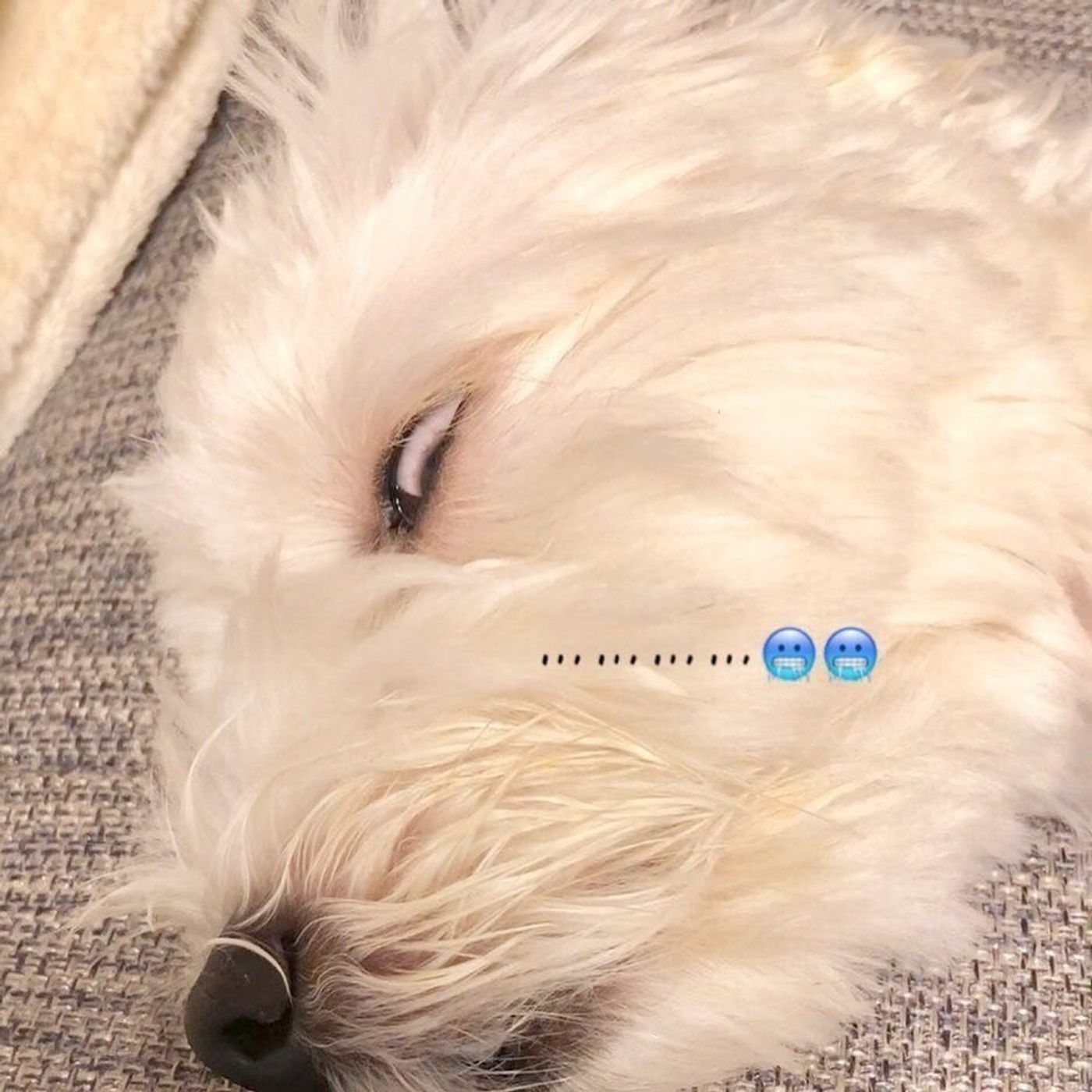 普段のかわいさとのギャップがスゴイ 笑 白目で寝る犬たち いぬのきもちweb Magazine 普段のかわいさとのギャップがスゴイ 笑 白目で寝る犬たち いぬのきもちweb Magazine