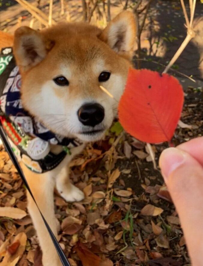 落ち葉を見る散歩中の柴犬