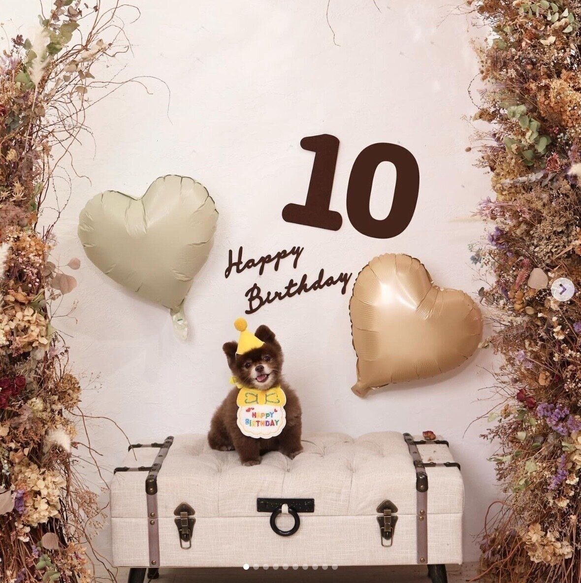 10才になったあんこちゃん