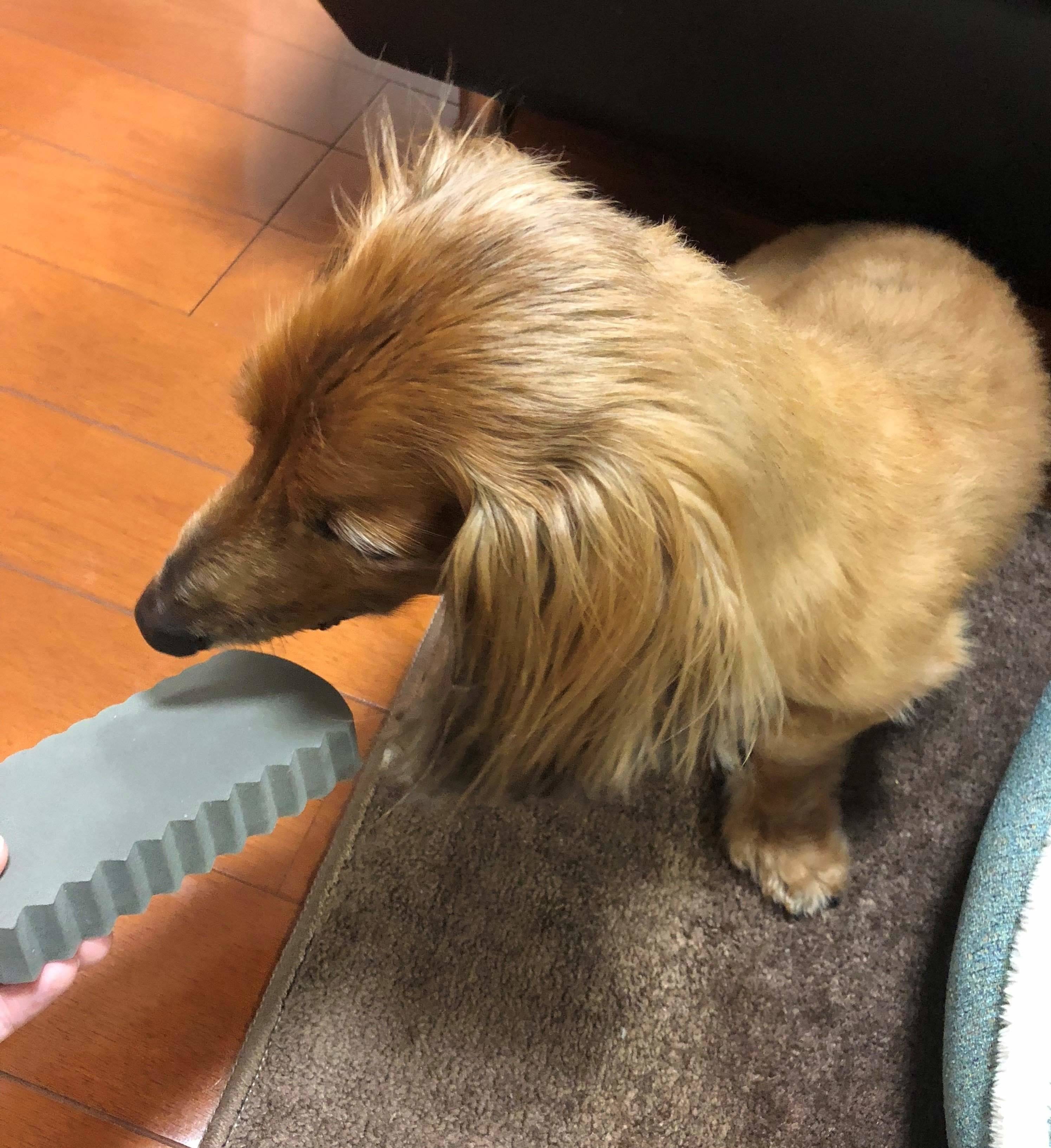 スポンジを気にする愛犬