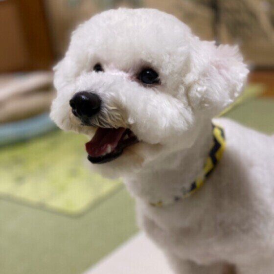 ビション・フリーゼ　おしゃべりしたい