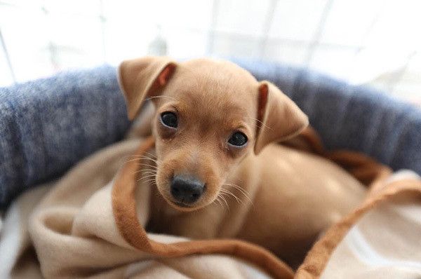 見つめるミニチュア・ピンシャー