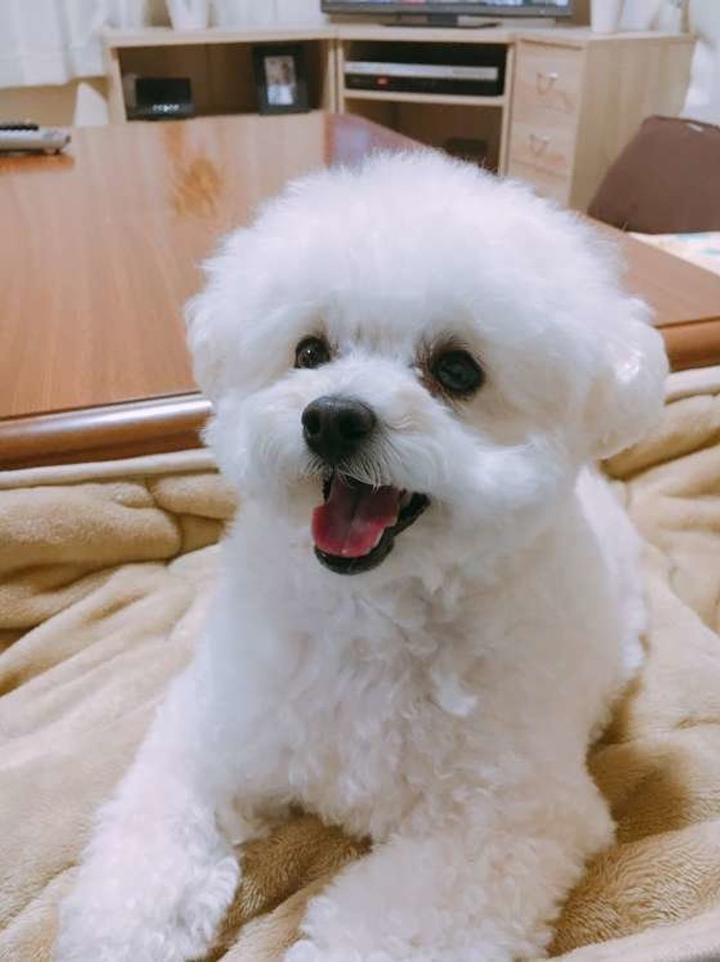 飼いやすい犬種って 共通する特徴から 飼いやすさ を考えてみた いぬのきもちweb Magazine 飼いやすい犬種って 共通する特徴から 飼いやすさ を考えてみた いぬのきもちweb Magazine