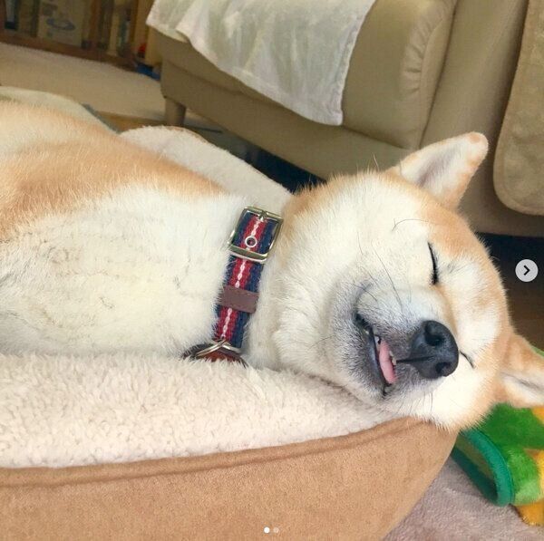 気持ちよさそうに眠るあかねちゃん