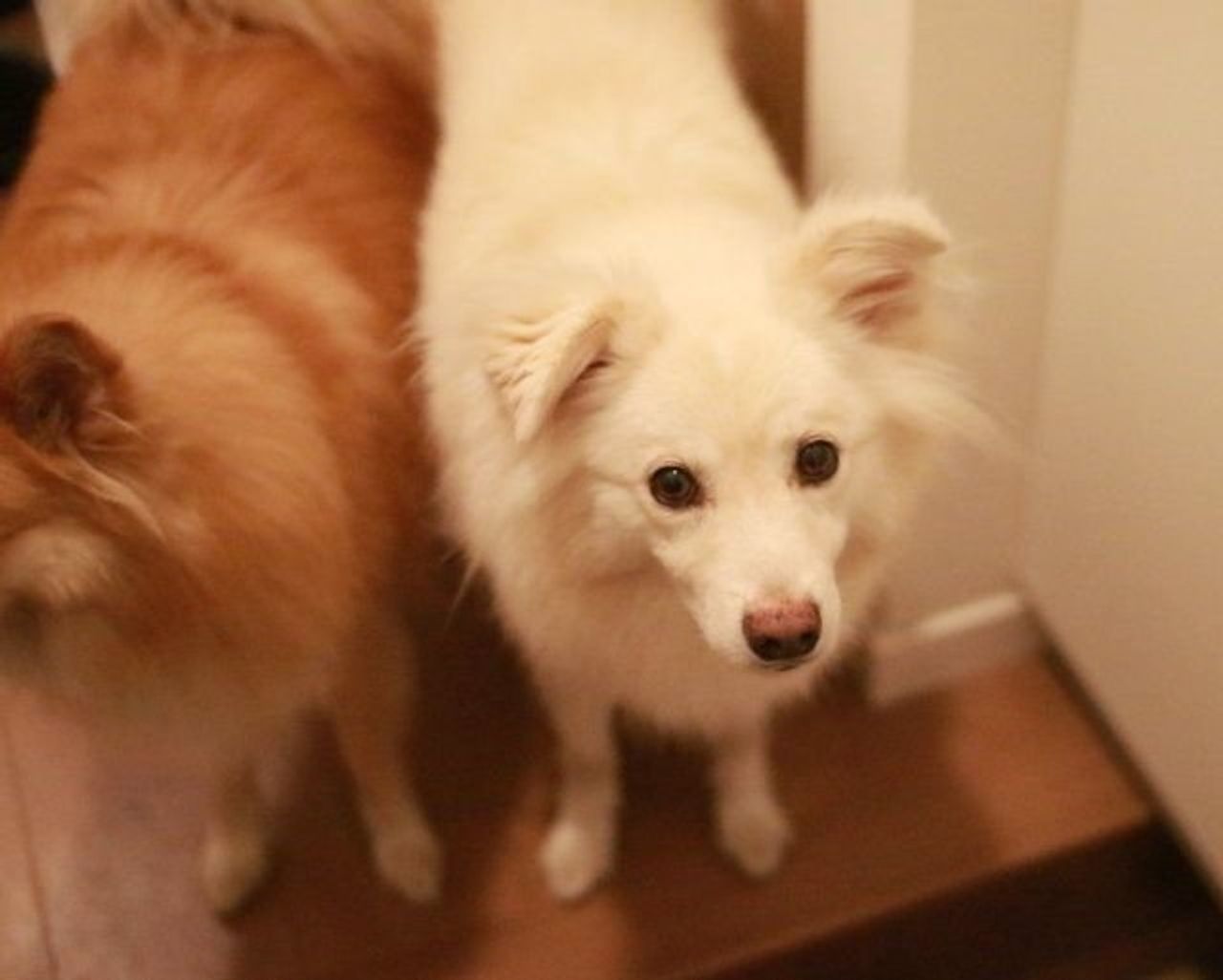 本当のビビリはどっちか 穴澤賢の犬のはなし いぬのきもちweb Magazine 本当のビビリはどっちか 穴澤賢の犬のはなし いぬのきもちweb Magazine