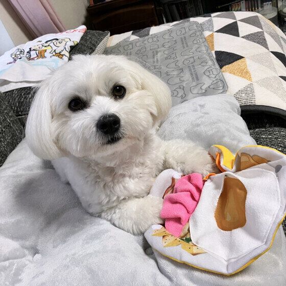 ノーズワークをがんばる小型犬