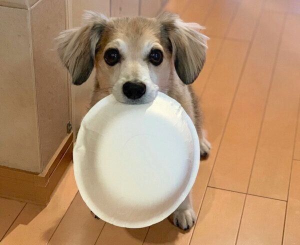 お皿をくわえるモコナモドキくん