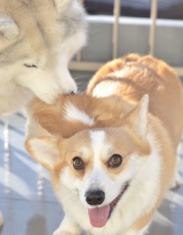 楽しそうに遊ぶムギちゃんとキャリーちゃん