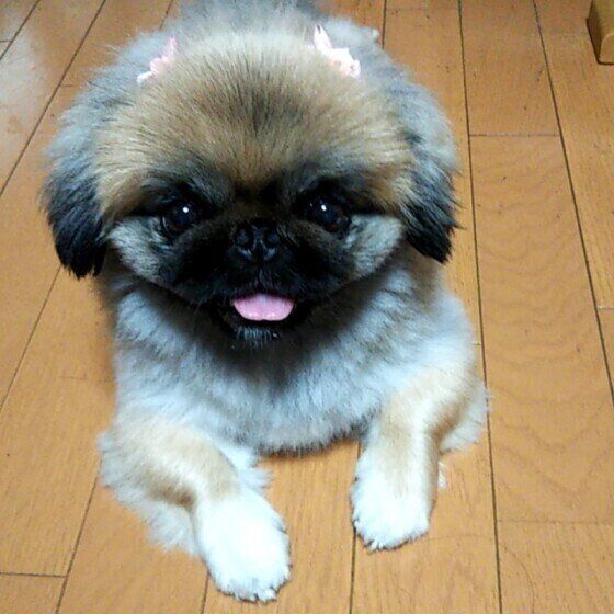 笑顔のペキニーズ