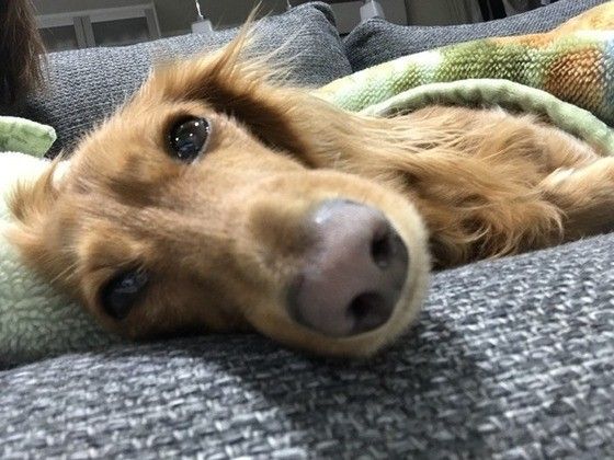 見つめるカニーンヘン・ダックスフンド