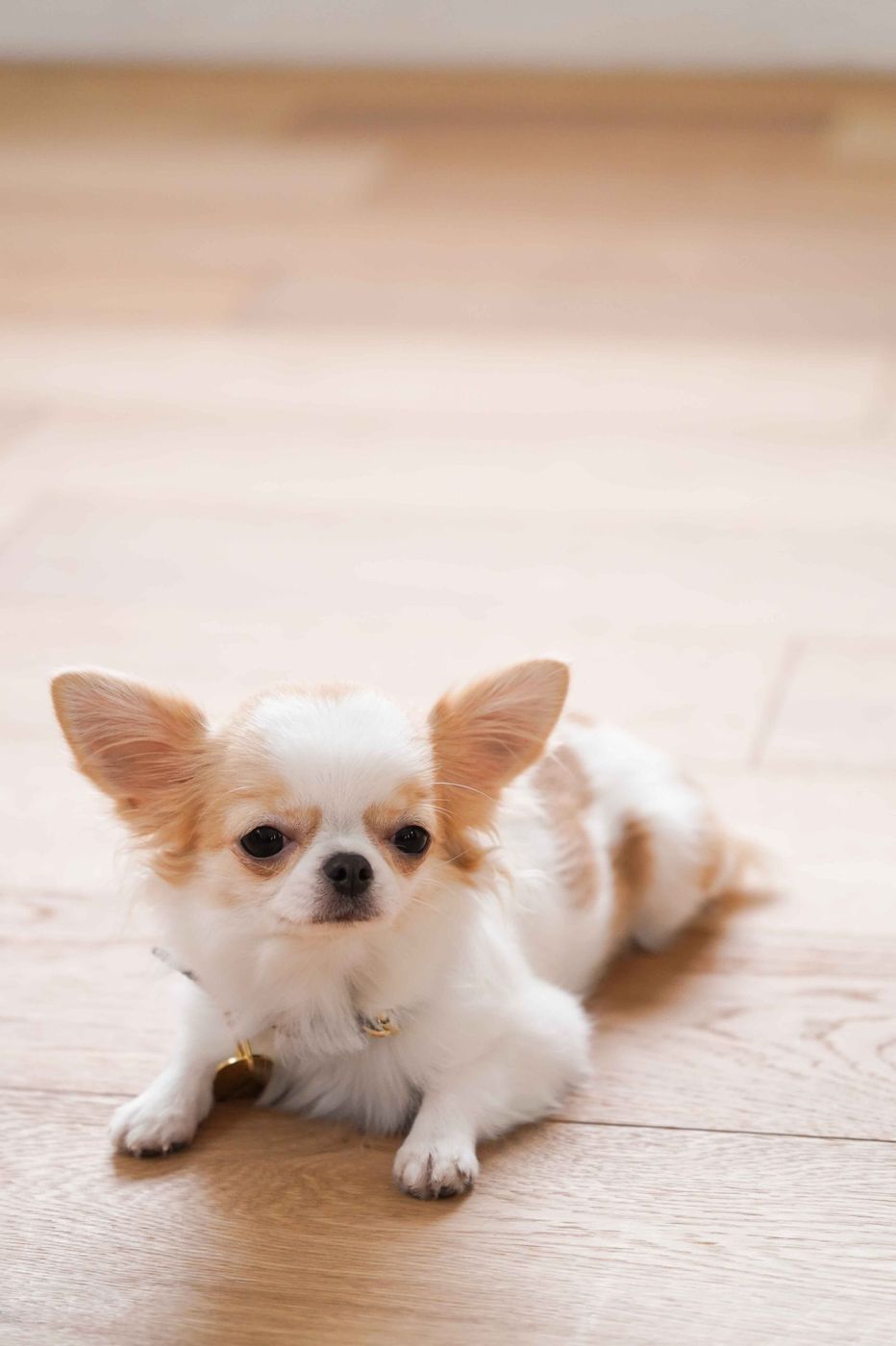 全部解けたら 犬種博士 愛犬家も迷う 激ムズ犬種クイズ にチャレンジ いぬのきもちweb Magazine 全部解けたら 犬種博士 愛犬家も迷う 激ムズ犬種クイズ にチャレンジ いぬのきもちweb Magazine