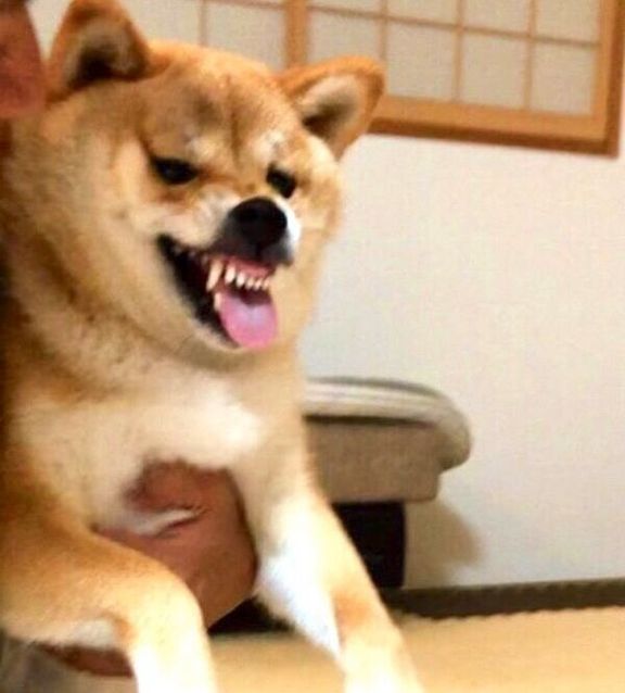 全力のムキ顔をするタツノコ姫ちゃん