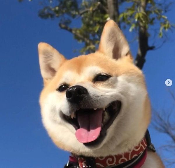 柴犬のきなこちゃん