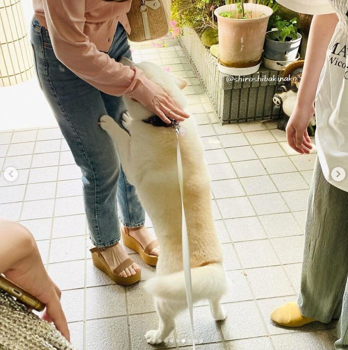 娘さんの友達を大歓迎するきなこちゃん