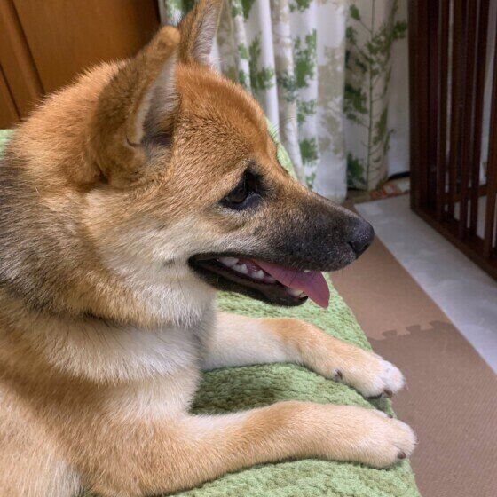 テレビを見る柴犬